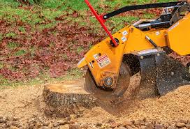 Best Fruit Tree Pruning  in Belmont, CA