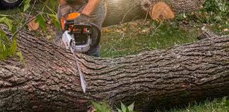 Best Tree Trimming and Pruning  in Belmont, CA