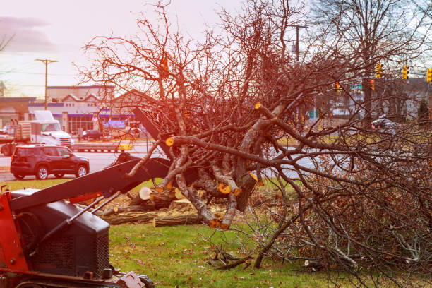 Best Seasonal Cleanup (Spring/Fall)  in Belmont, CA