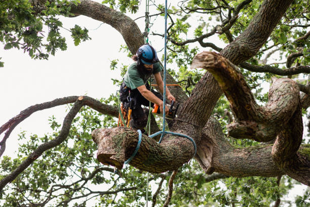 Best Tree Cabling and Bracing  in Belmont, CA
