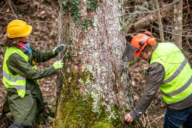 How Our Tree Care Process Works  in  Belmont, CA
