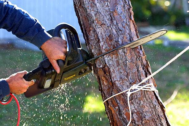 Best Lawn Disease Treatment  in Belmont, CA