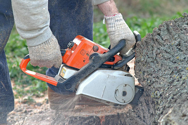 Best Leaf Removal  in Belmont, CA