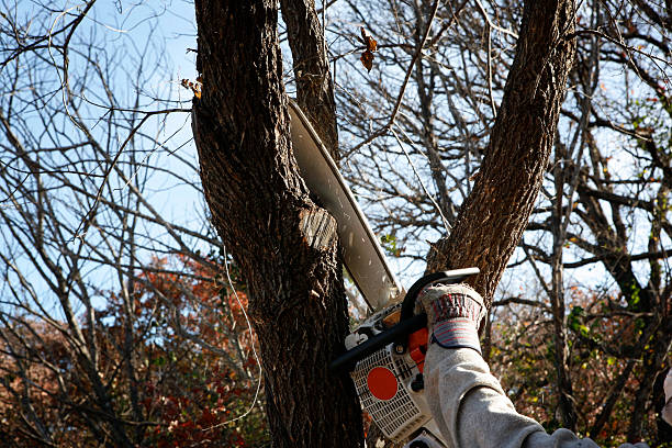 Best Tree Removal  in Belmont, CA