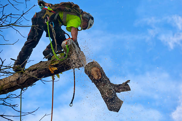Best Tree Risk Assessment  in Belmont, CA