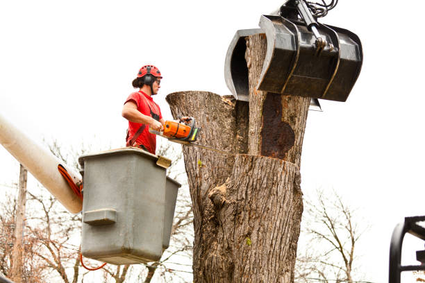 Best Tree Cabling and Bracing  in Belmont, CA